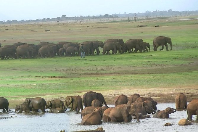 Udawalawe Safari Daytrip Frm Bentota/Kalutara/Ahungalla/Hikkaduwa - Booking and Cancellation Policy