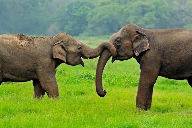 Udawalawe Safari & Elephant Orphanage visit from Hambantota port - Key Points