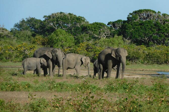 Udawalawe Safari & Elephant Orphanage visit from Hambantota port - Final Thoughts: Is It Worth It?