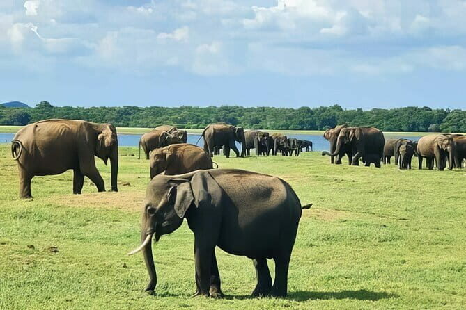 Udawalawe Safari & Elephant Orphanage visit from Hambantota port - FAQ