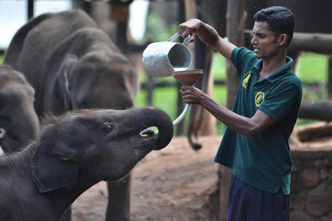 Udawalawe Safari & Elephant Transit Home Visit With Lunch From Hambantota Harbor - What to Expect
