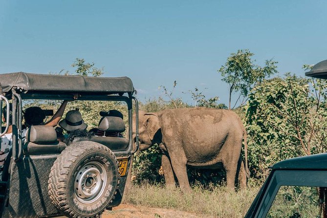 Udawalawe Safari & Elephant Transit Home Visit With Lunch From Hambantota Harbor - Customer Reviews