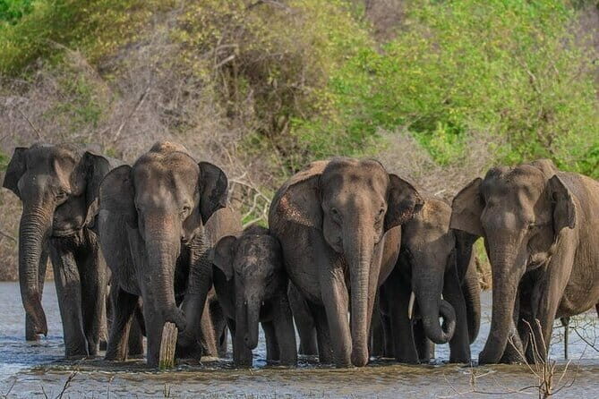 Udawalawe Safari & Elephants Orphanage tour from Hambantota port - Why This Tour Works for Different Travelers
