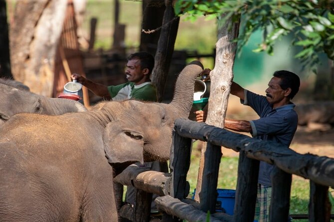 Udawalawe Safari & Elephants Orphanage Tour From Tissamaharama - Meeting and Pickup Options