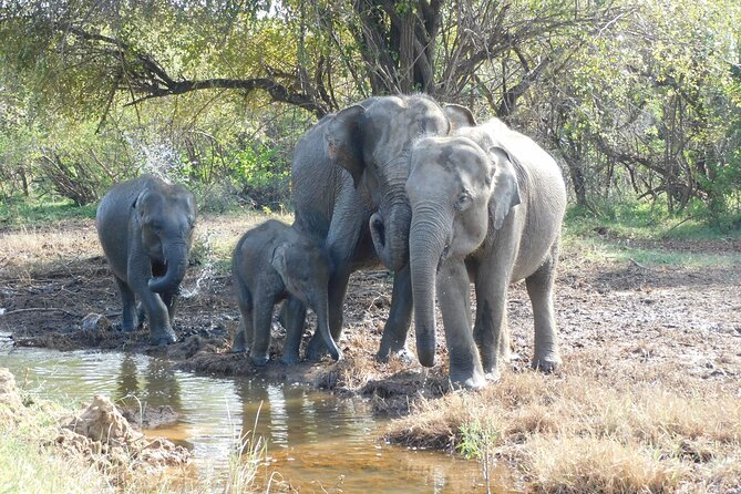 Udawalawe Safari & Elephants Orphanage Tour From Tissamaharama - Booking and Cancellation Policy