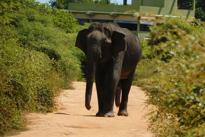 Udawalawe Safari & Elephants Orphanage Tour From Tissamaharama - Accessibility and Participation