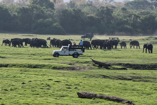 Udawalawe Safari From Hambantota Port (Shore Excursion) by BTM - Pre-Safari Preparation Tips