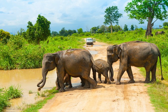 Udawalawe Safari Private Day Tour Kaluthara/Beruwala/Bentota/Kosgoda/Ahungalla - Diverse Ecosystem