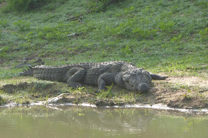 Udawalawe Safari Private Day Trip From Bentota and Kalutara Areas - Itinerary Details