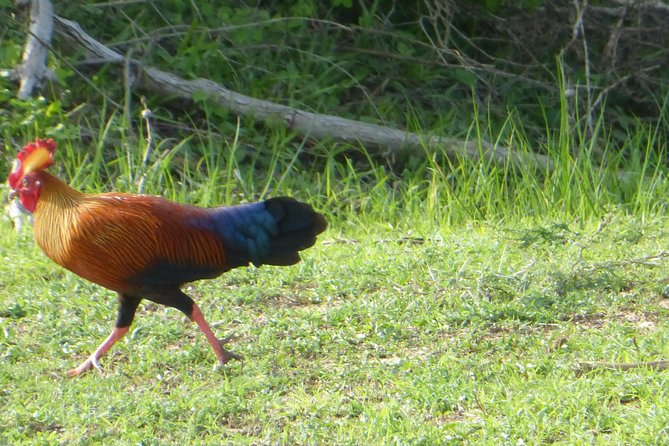 Udawalawe Safari Private Day Trip From Bentota and Kalutara Areas - Pricing and Reviews