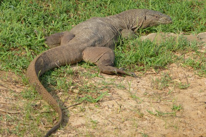 Udawalawe Safari Private Day Trip From Bentota and Kalutara Areas - Lunch Stop Included