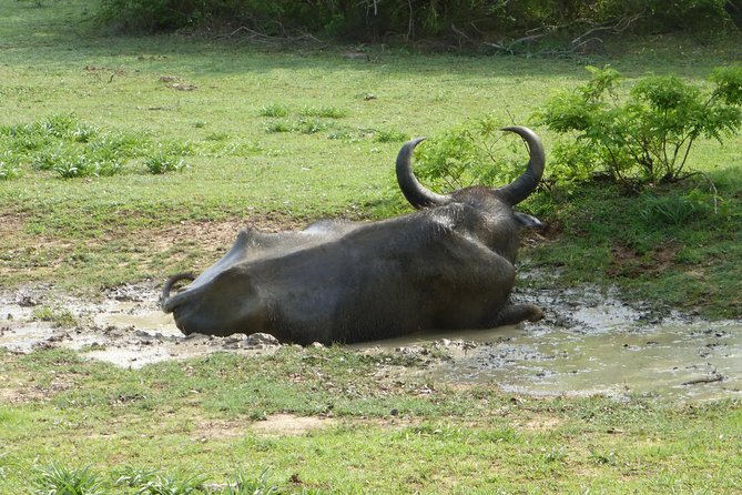 Udawalawe Safari Private Day Trip From Bentota and Kalutara Areas - Private Tour Experience