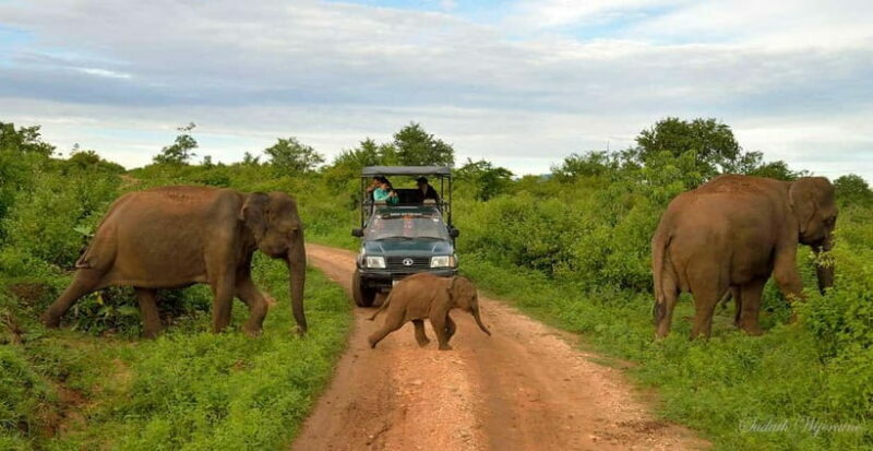 Udawalawe Safari Private Day Trip with Lunch - All Inclusive - Detailed Breakdown of the Itinerary