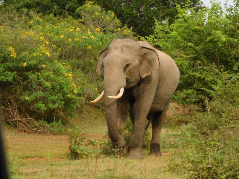 Udawalawe Safari Tour From Hambantota Port(Shore Excursion) - Key Points