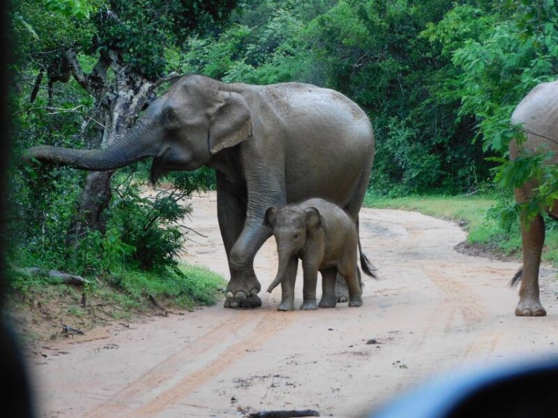 Udawalawe Safari Tour From Hambantota Port(Shore Excursion) - Experience and Services