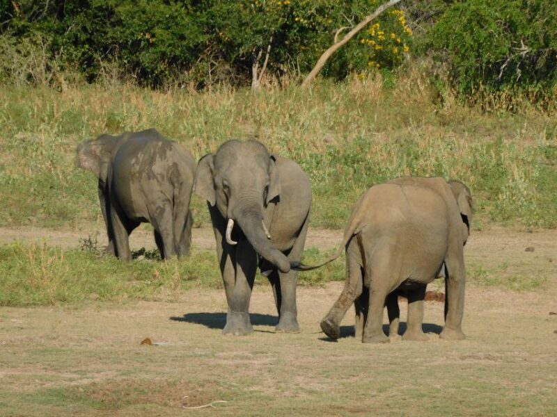 Udawalawe Safari Tour From Hambantota Port(Shore Excursion) - Participant Information