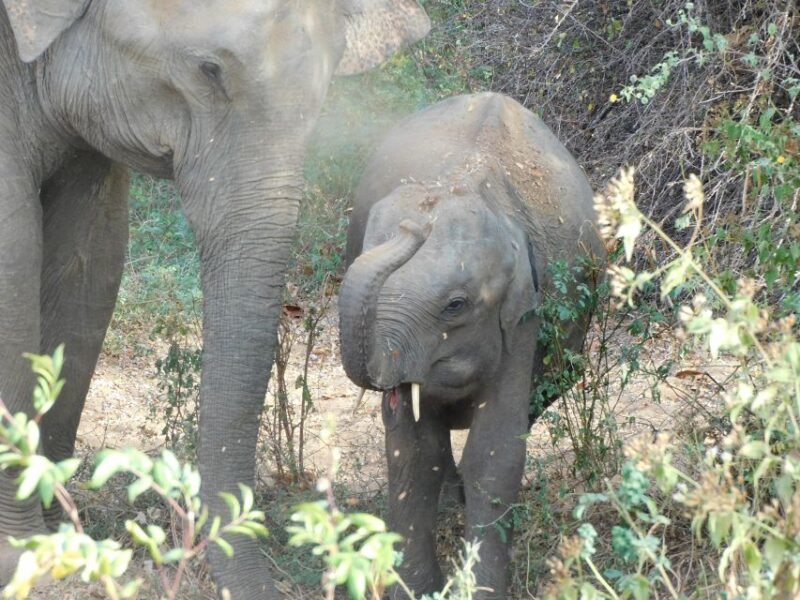 Udawalawe Safari Tour From Hambantota Port(Shore Excursion) - Customer Reviews and Ratings