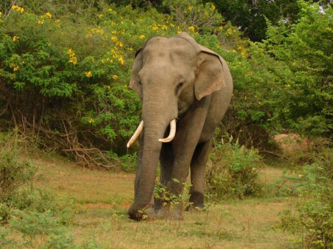 Udawalawe Safari Tour From Hambantota Port(Shore Excursion) - Complimentary Pickup and Inclusions