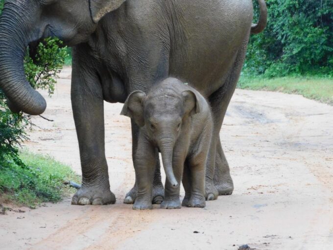 Udawalawe Safari Tour From Hambantota Port(Shore Excursion) - Safari Jeeps and Experienced Guides