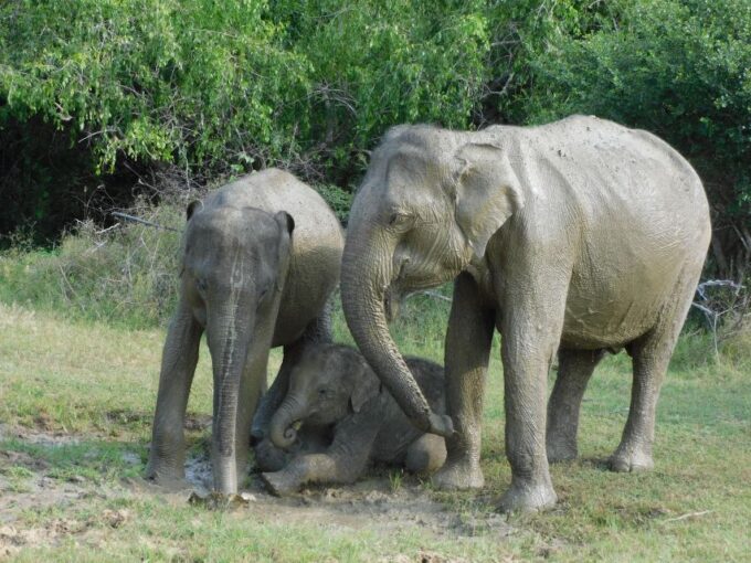 Udawalawe Safari Tour From Hambantota Port(Shore Excursion) - Frequently Asked Questions