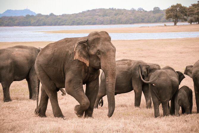 Udawalawe Safari Tour From Mattala Airport & Hambantota Port - Good To Know