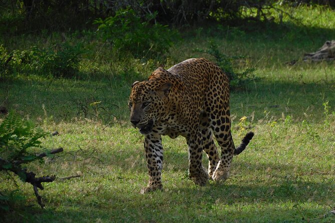 Udawalawe Safari Tour From Mattala Airport & Hambantota Port - Exploring Udawalawe National Park