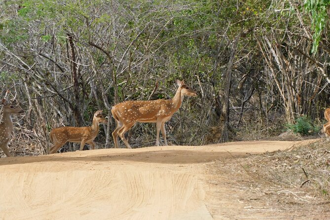 Udawalawe Safari Tour From Mattala Airport & Hambantota Port - Participant Requirements