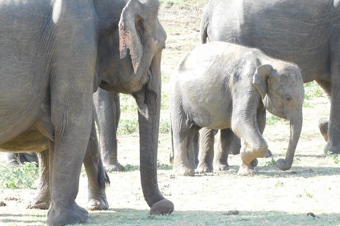 Udawalawe Safari Tour From Mattala Airport & Hambantota Port - Tour Provider and Reviews