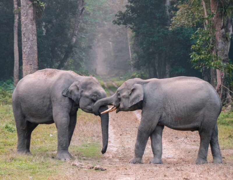 Udawalawe Safari Tour From Tissamaharama / Hambantota Areas - Key Points