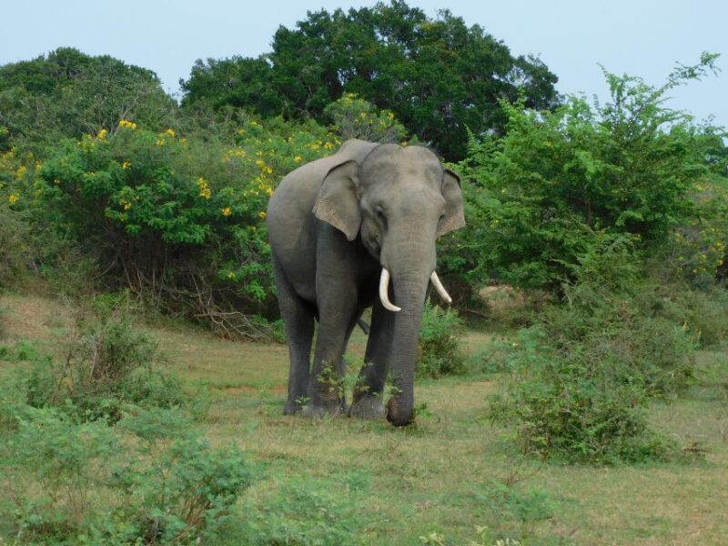 Udawalawe Safari Tour From Tissamaharama / Hambantota Areas - Pickup and Drop-off Locations