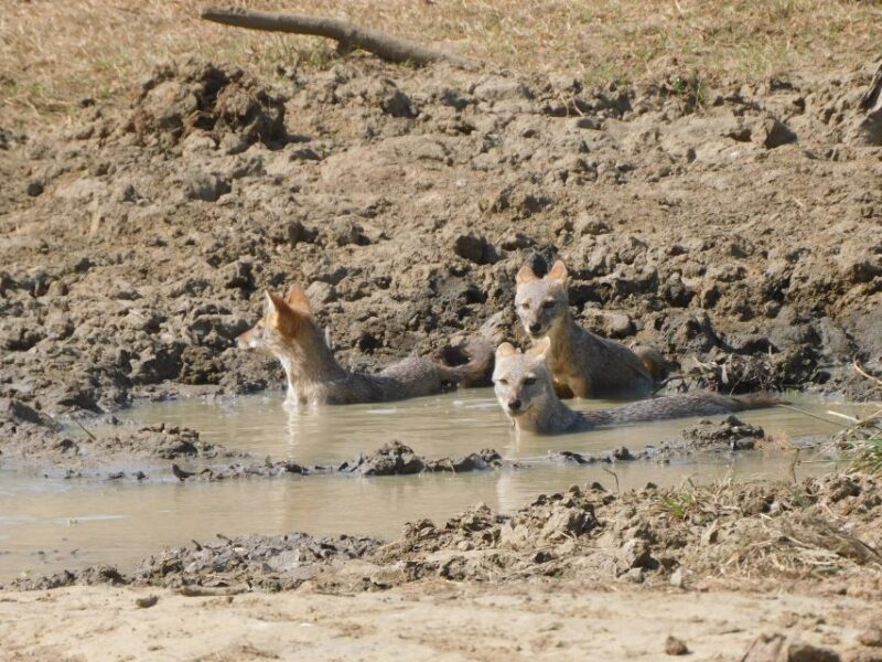 Udawalawe Safari Tour From Tissamaharama / Hambantota Areas - Inclusions and Services