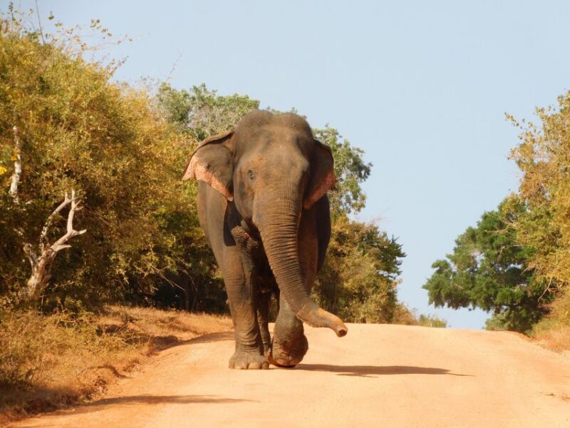 Udawalawe Safari Tour From Tissamaharama / Hambantota Areas - Elephant Transit Home Visit