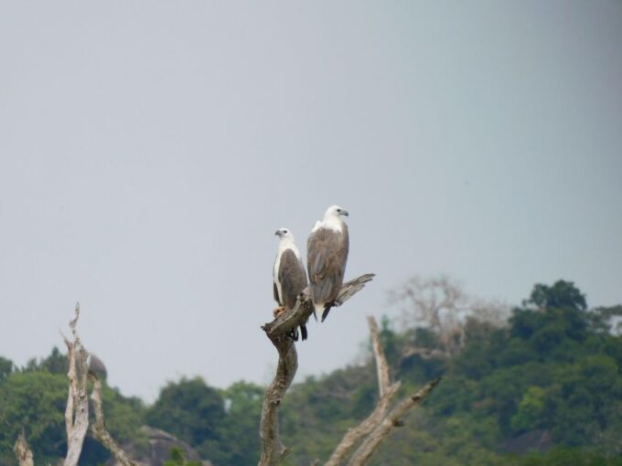 Udawalawe Safari Tour From Tissamaharama / Hambantota Areas - Wildlife Viewing Experience