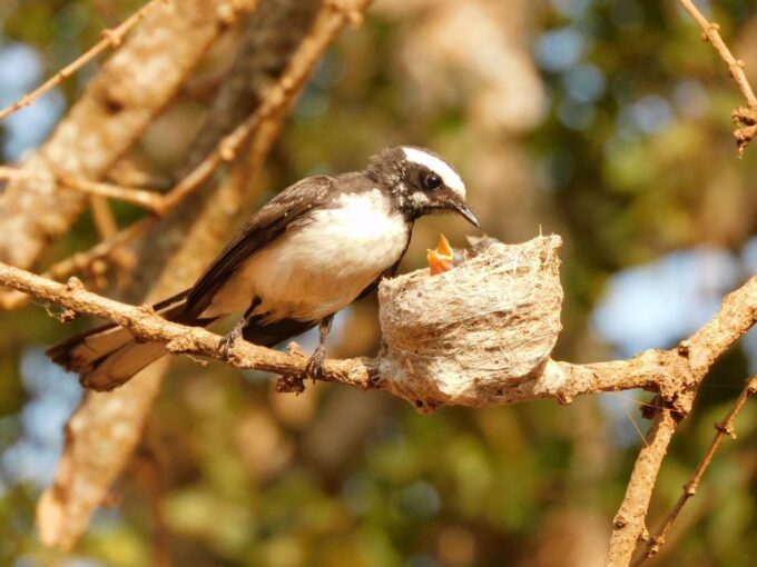Udawalawe Safari Tour From Tissamaharama / Hambantota Areas - Cancellation and Refund Policy