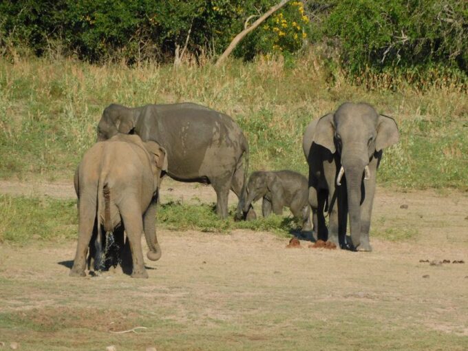 Udawalawe Safari Tour From Tissamaharama / Hambantota Areas - Unique Features of the Tour