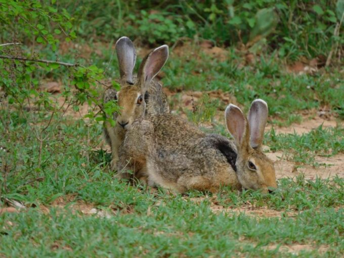 Udawalawe Safari Tour From Tissamaharama / Hambantota Areas - Frequently Asked Questions