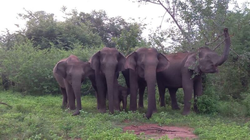Udawalawe : Udawalawa National Park Half Day Safari Tour - Recap
