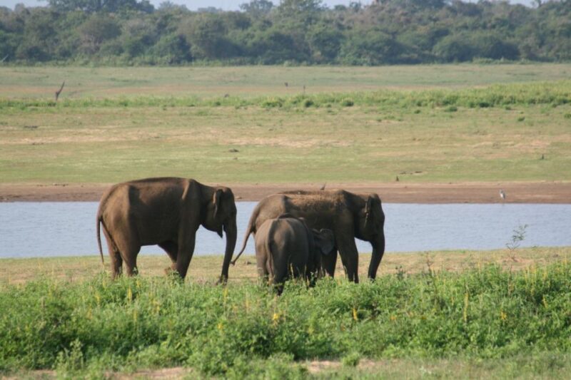 Udawalawe: Udawalawe Wild Safari Tours - Renowned for Diverse Wildlife