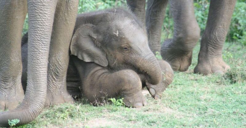 Udawalawe: Udawalawe Wild Safari Tours - Highlights of the Safari