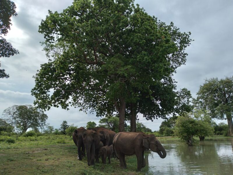 Udawalawe: Udawalawe Wild Safari Tours - Experienced Guides and Jeeps