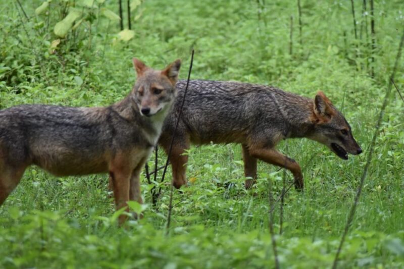 Udawalawe: Udawalawe Wild Safari Tours - Amenities and Inclusions