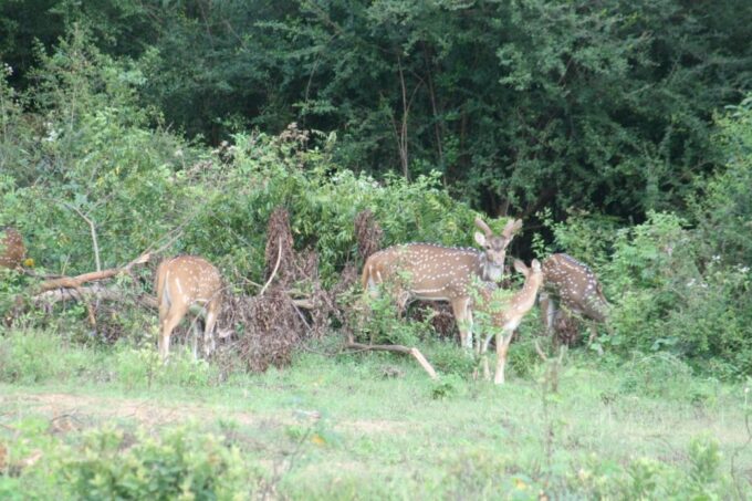 Udawalawe: Udawalawe Wild Safari Tours - Customer Feedback and Ratings