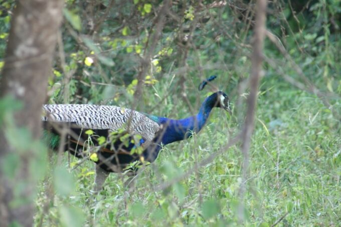 Udawalawe: Udawalawe Wild Safari Tours - Booking and Cancellation Policy