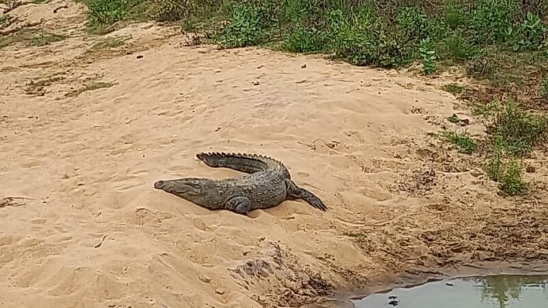 Udawalawe Wild Safari Tours | 10 Hours Safari - Key Points