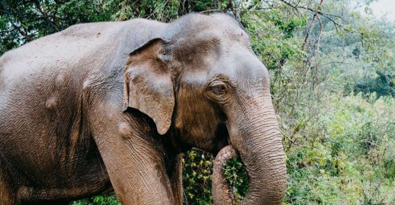 Udawalawe Wild Safari Tours | 10 Hours Safari - Pricing and Cancellation Policy