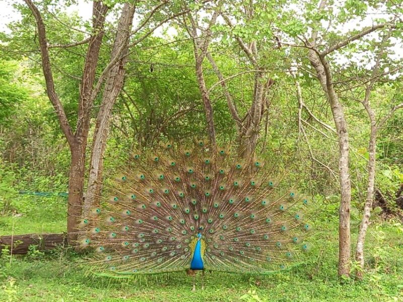 Udawalawe Wild Safari Tours | 10 Hours Safari - Safari Experience Highlights