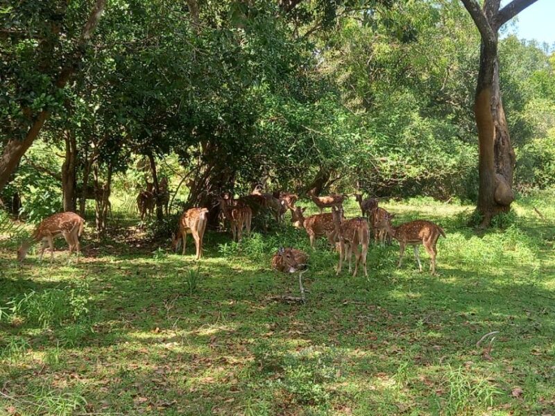 Udawalawe Wild Safari Tours | 10 Hours Safari - Tour Inclusions and Amenities