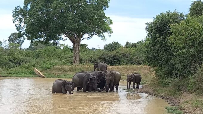 Udawalawe Wild Safari Tours | 10 Hours Safari - Recap