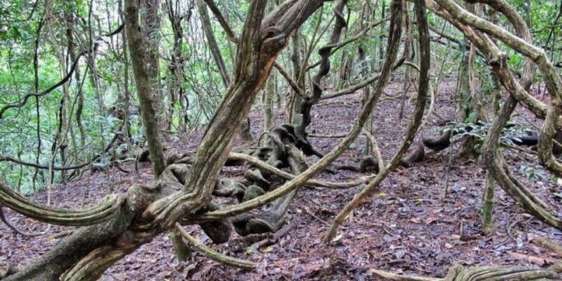 Udawatte Kele:Birdwatching and Nature Trekking Experience - Pickup and Transportation Details