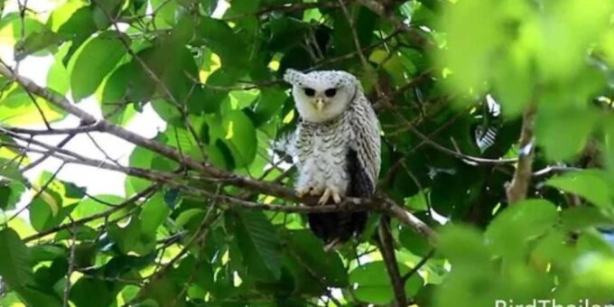 Udawatte Kele:Birdwatching and Nature Trekking Experience - Frequently Asked Questions